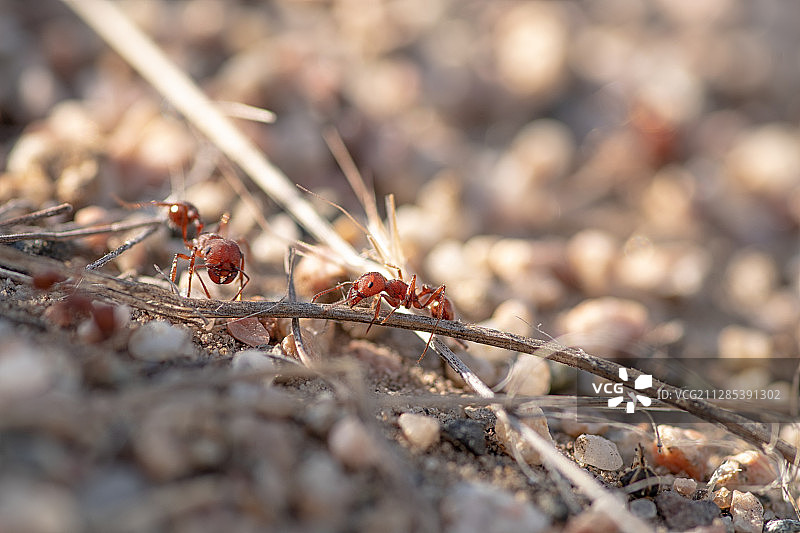 干树枝上的火蚁图片素材