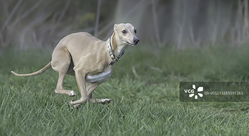 短跑惠比特犬特写，英国达勒姆郡达勒姆图片素材