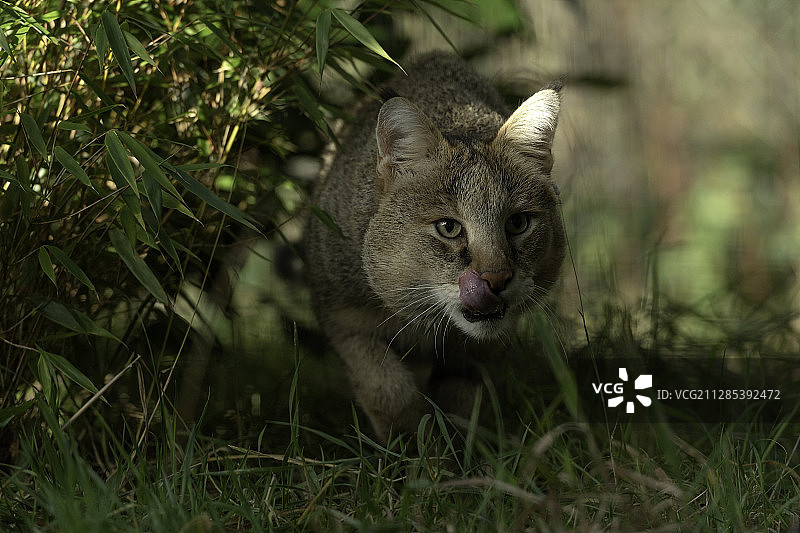 英国肯特郡的丛林猫图片素材