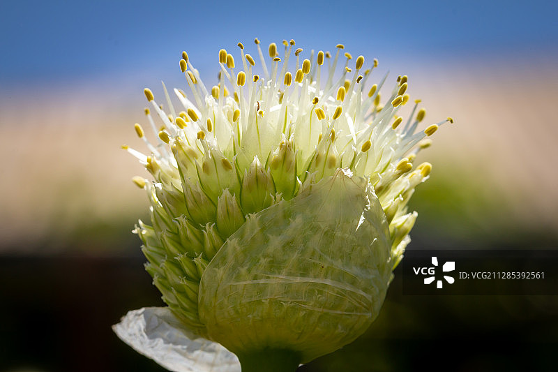 南澳大利亚阿德罗桑葱花特写图片素材