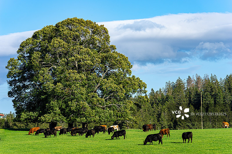瑞士汝拉州赛涅莱吉耶的牧牛图片素材