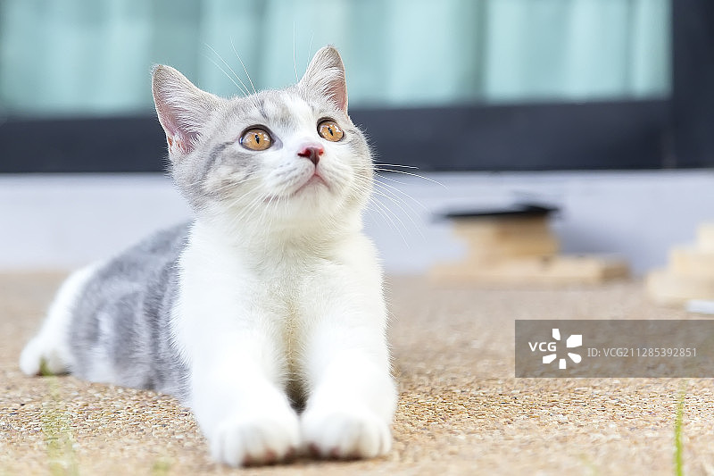 躺在地板上的苏格兰折耳猫照片，拍摄于泰国曼谷图片素材