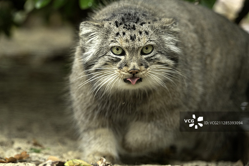 兔狲，英国肯特郡海角图片素材