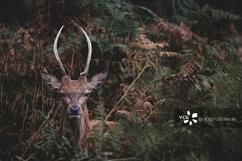 英国萨里郡东莫尔西的树叶中的小鹿图片素材