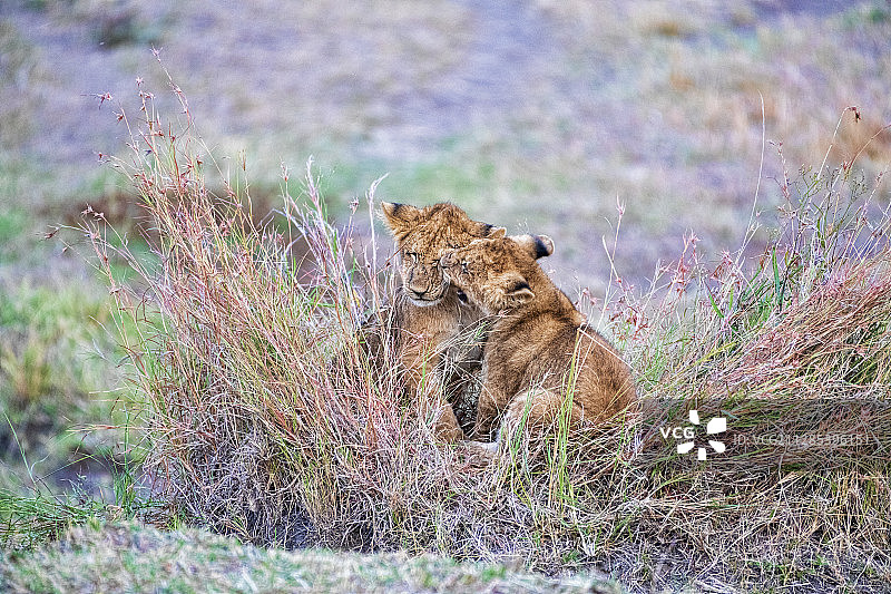 坦桑尼亚：两只幼狮嬉戏图片素材