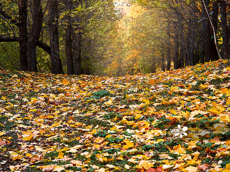 俄罗斯莫斯科州希姆基森林中色彩斑斓的秋叶图片素材