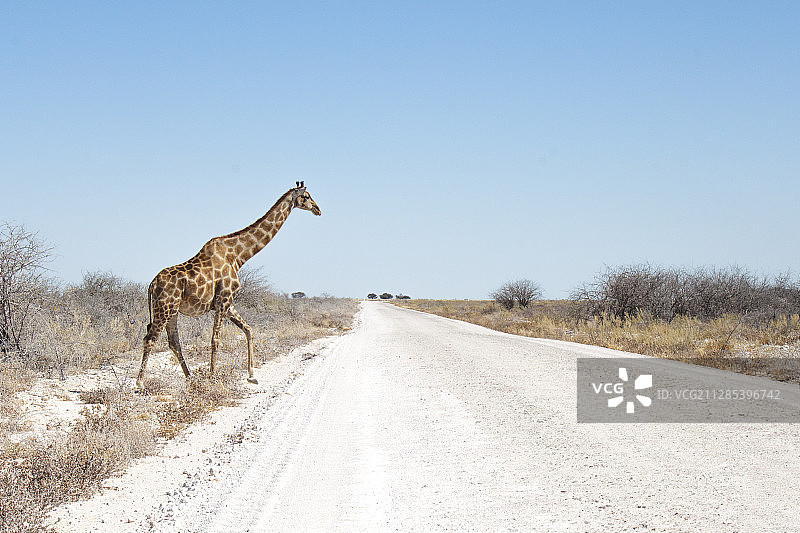 纳米比亚埃龙戈斯瓦科普蒙德热带稀树草原中的长颈鹿图片素材