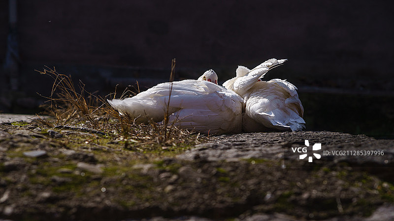 逆光白色鸭子图片素材