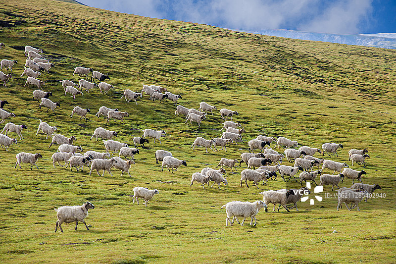 青海海南共和县鄂拉山区草原牛羊群图片素材