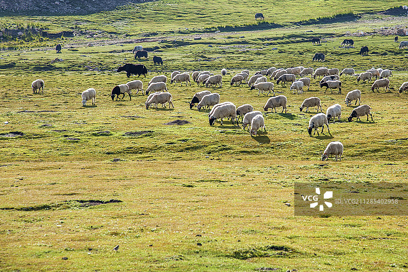 青海海南共和县鄂拉山区草原牛羊群图片素材