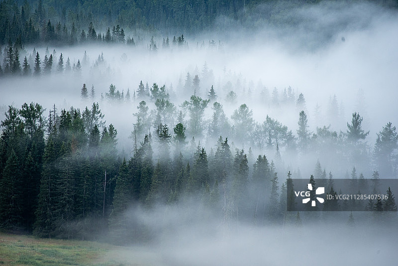 白雾 森林图片素材