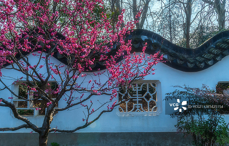 小园红梅图片素材