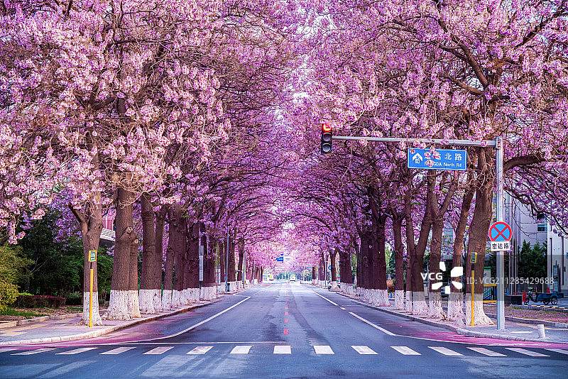北京泡桐大道图片素材