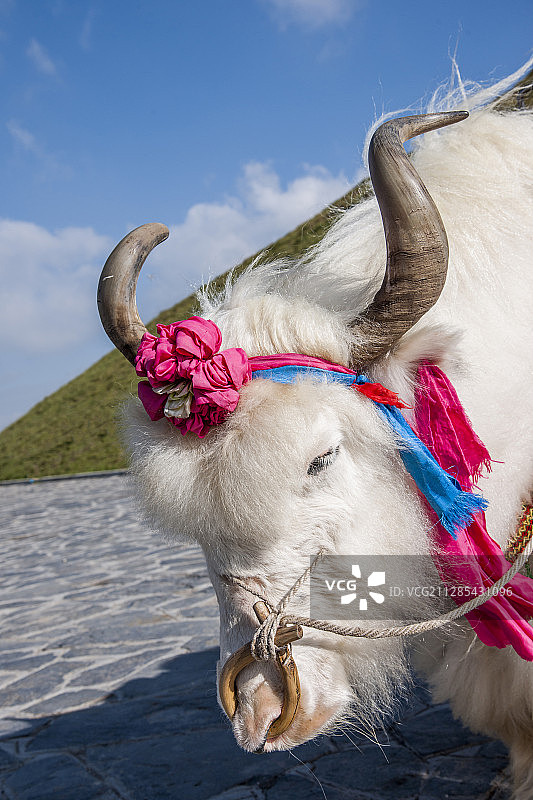 青海海南湟源县日月山上白牦牛图片素材