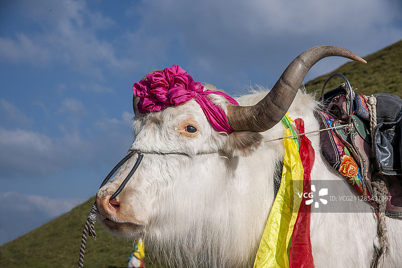 青海海南湟源县日月山上白牦牛图片素材