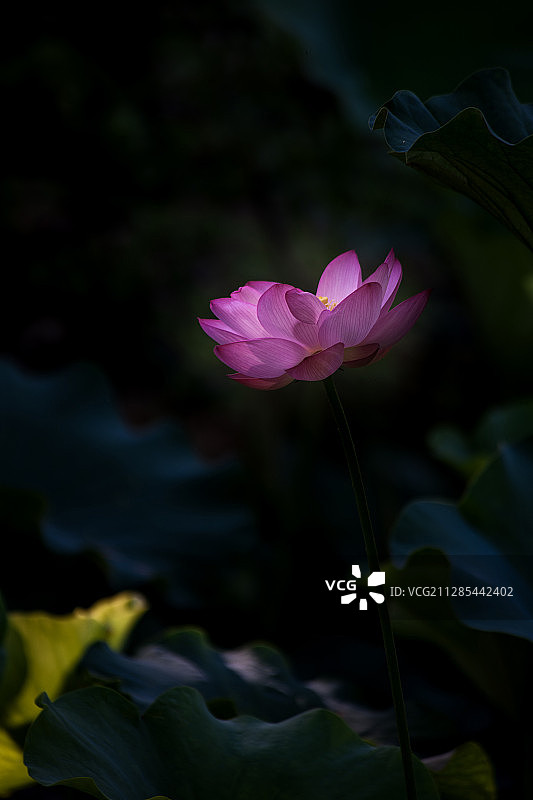 暗调荷花图片素材