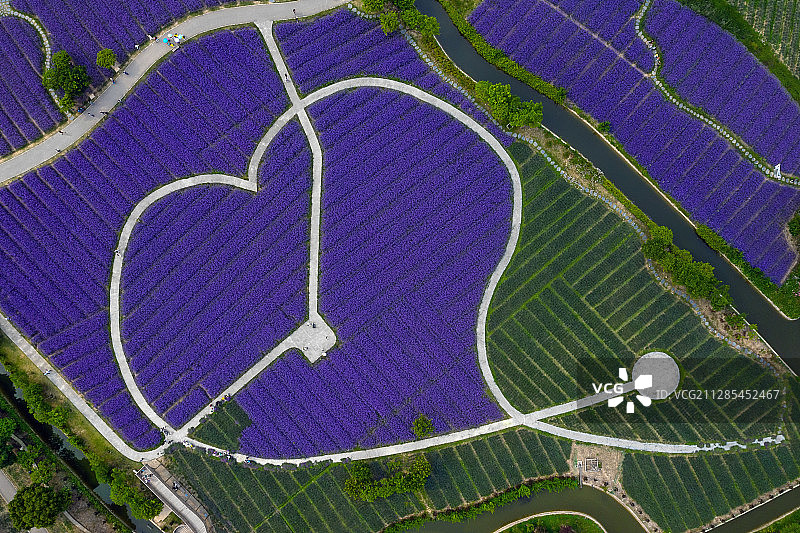 花田花海航拍图片素材