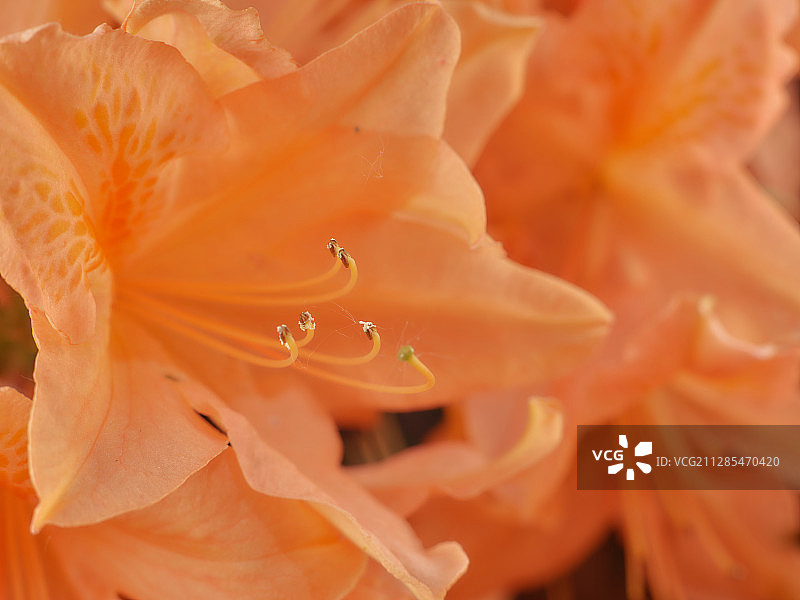 花卉的微距质感-杜鹃花特写图片素材