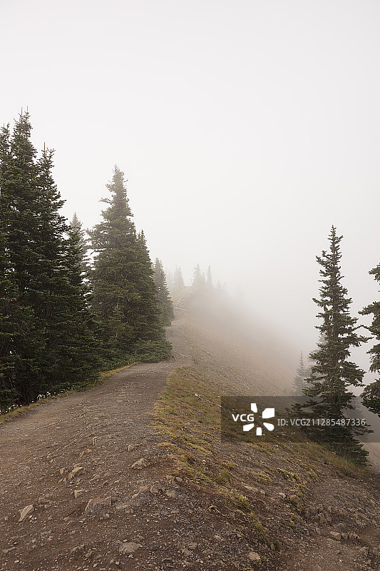 飓风岭奥林匹克国家公园山脊顶部的步道图片素材