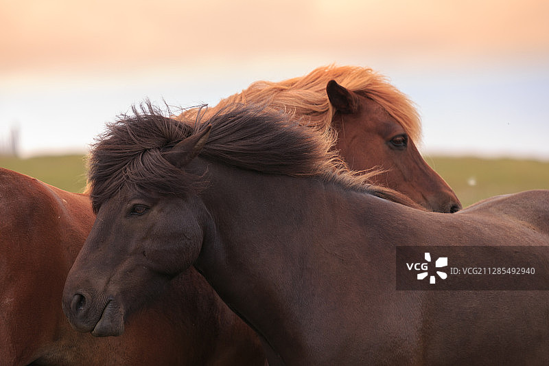 冰岛塞尔福斯棕色马头部特写图片素材