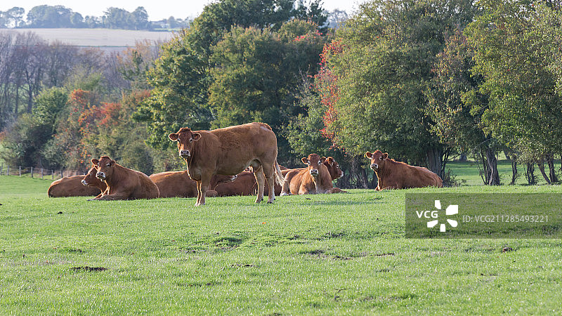 法国卢瓦尔河地区迪昂叙尔奥龙的利木赞母牛图片素材