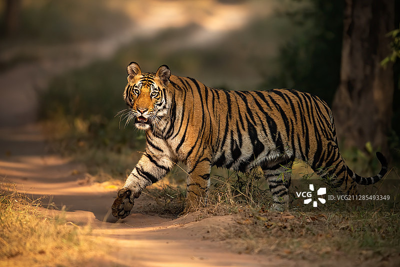 印度班达迦国家公园老虎图片素材