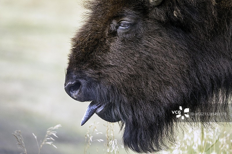 美洲野牛特写，美国蒙大拿州西黄石图片素材