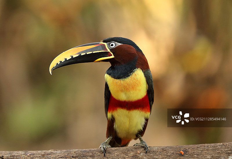 栖息在树枝上的彩色巨嘴鸟图片素材