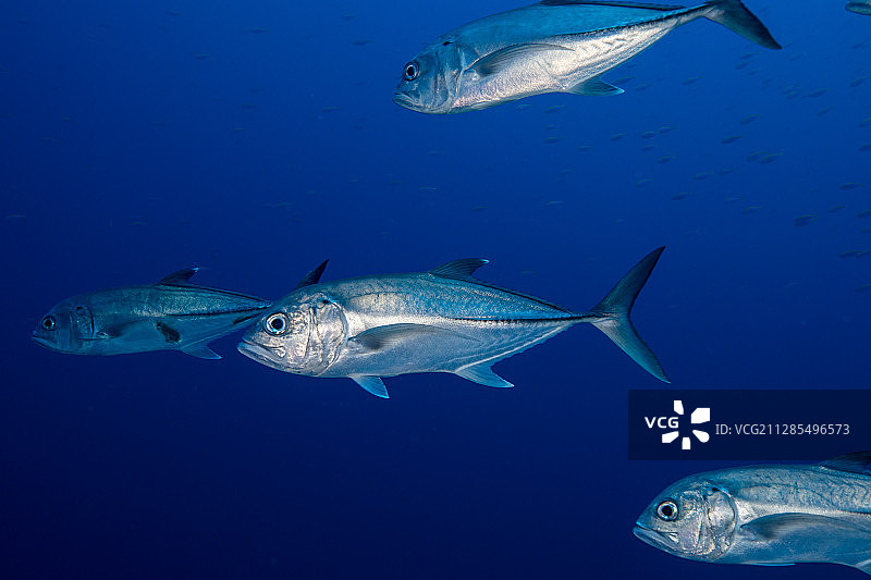 四条游动的杰克鱼图片素材