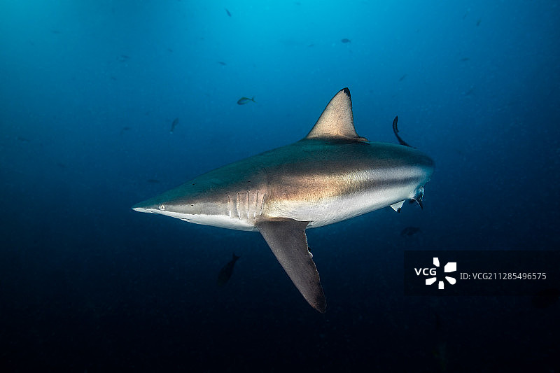 一只在游动的蔷薇真鲨图片素材