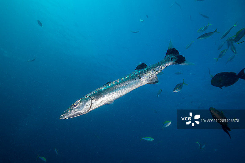 一只在游动的海狼图片素材