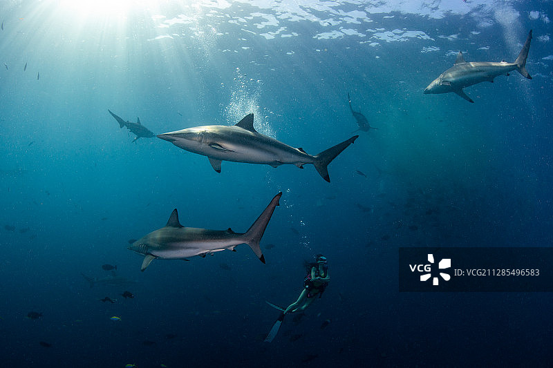 一群在游动的蔷薇真鲨和一个女性潜水员图片素材