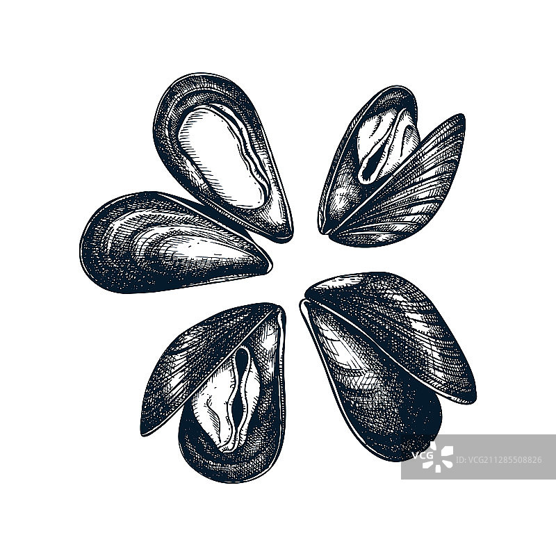 熟贻贝贝类和海鲜餐厅图片素材