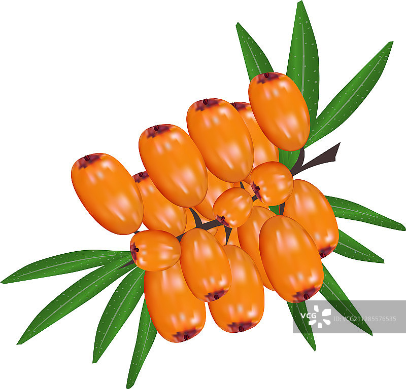 白色背景上的沙棘图片素材
