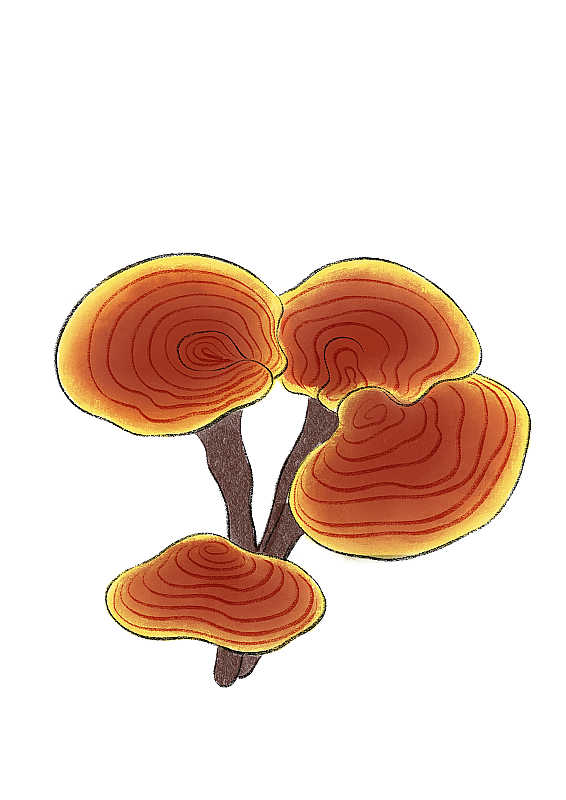 雨水-灵芝图片素材