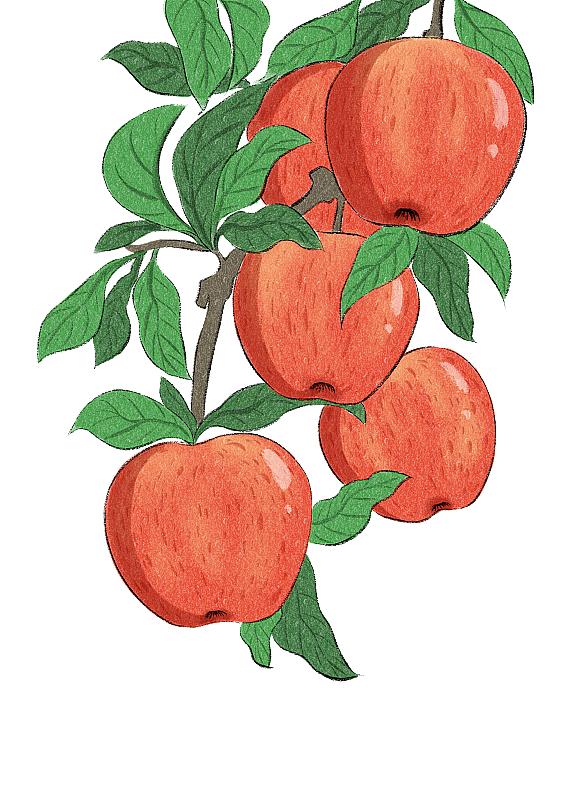 霜降-苹果图片素材