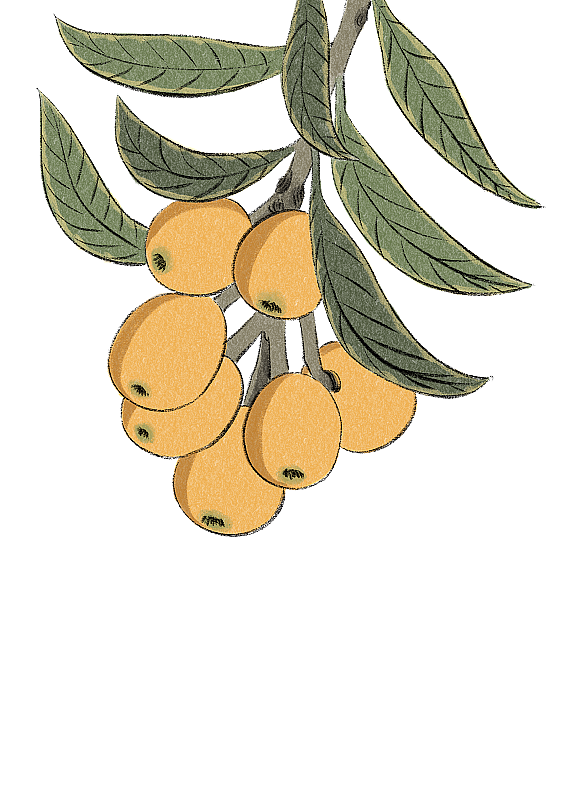 清明-枇杷图片素材