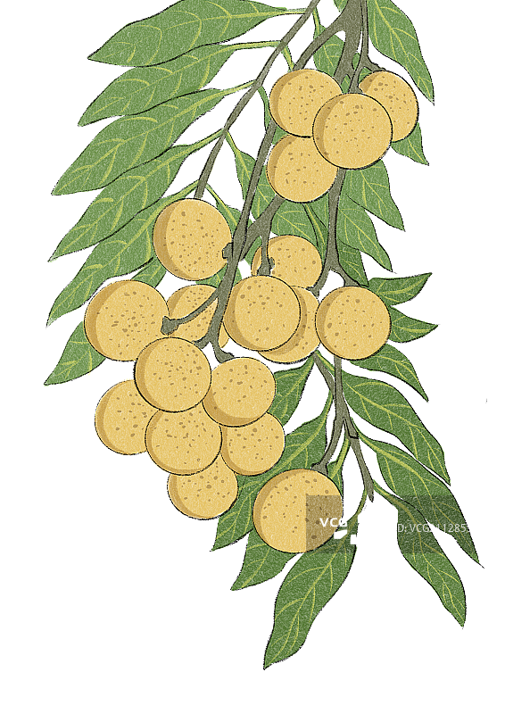 白露-龙眼图片素材