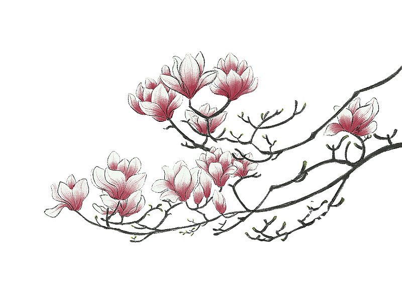 春分-玉兰花图片素材