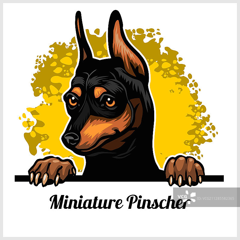 白色背景上的彩色迷你品犬狗头图片素材