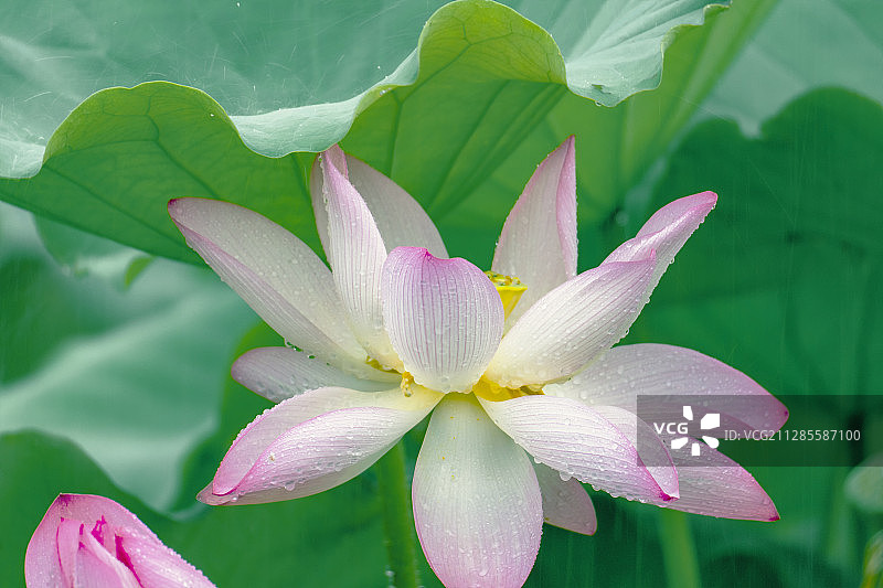 夏日雨中荷图片素材