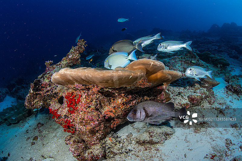 一只躲在硬珊瑚下的白带胡椒鲷和几只珊瑚鱼图片素材