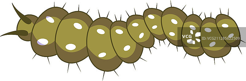 有害的毛毛虫昆虫图片素材