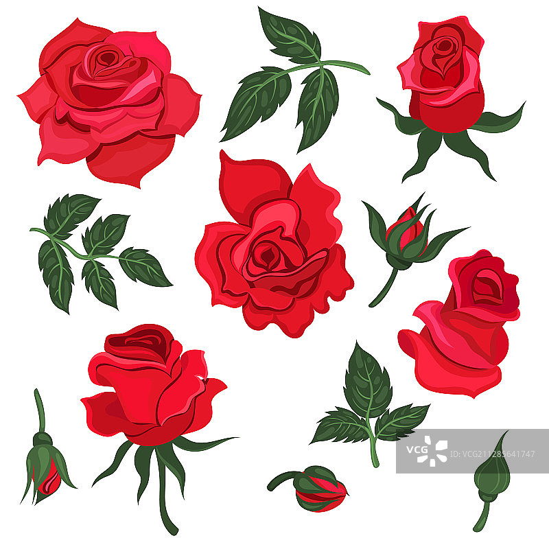 红玫瑰叶子和花朵套装图片素材