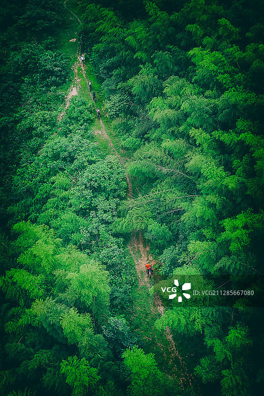 穿越竹海图片素材