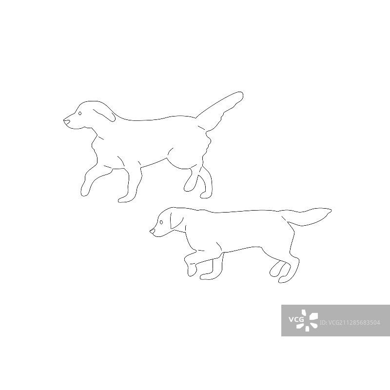 两只行走的拉布拉多寻回犬套装图片素材