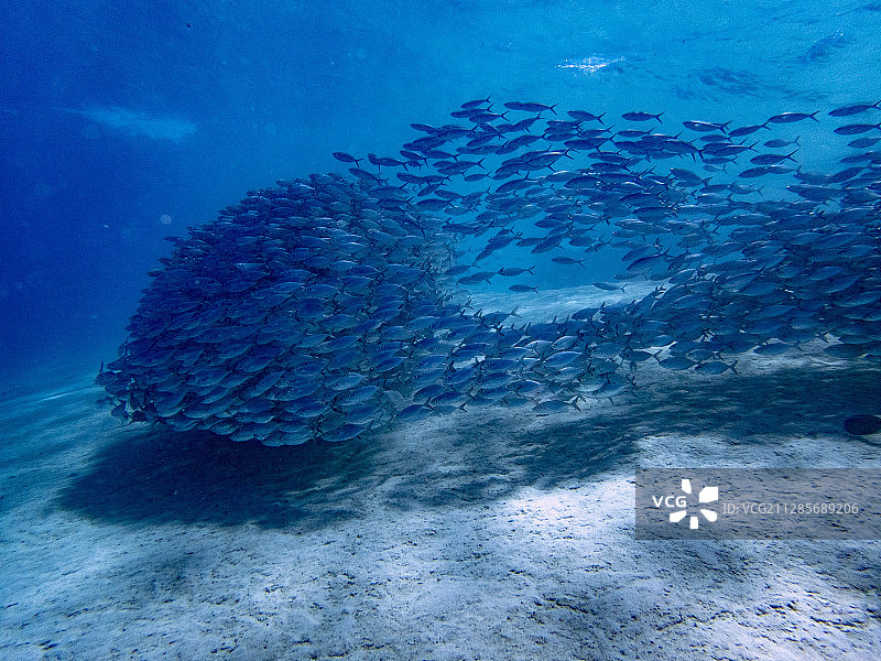 鱼群图片素材