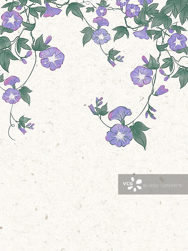 植物牵牛花图片素材