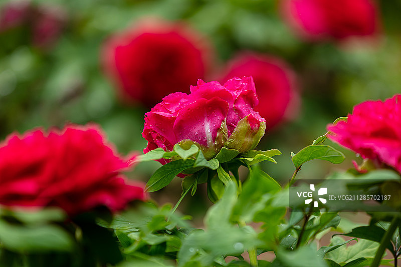 盛开的红牡丹图片素材