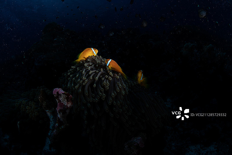 三只在海葵上的黑双锯鱼图片素材